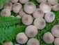 Körtealakú pöfeteg (Lycoperdon pyriforme), Visegrádi-hegység